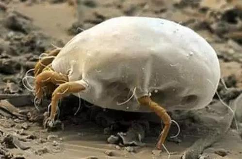 下雨天被子去螨虫的方法,春天天气潮湿怎么去螨虫