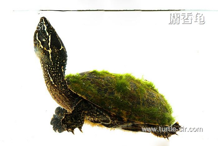 麝香龟腐皮了怎么办,斑点池龟腐皮怎么治