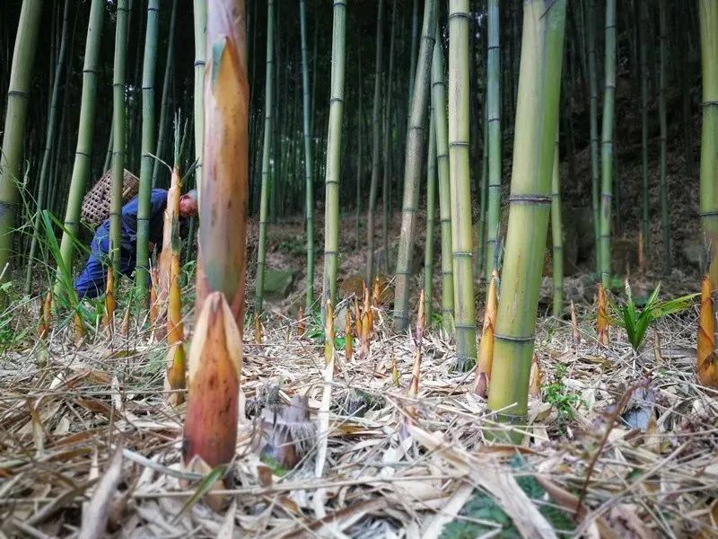 春笋人间四月天,人间四月天吃春笋