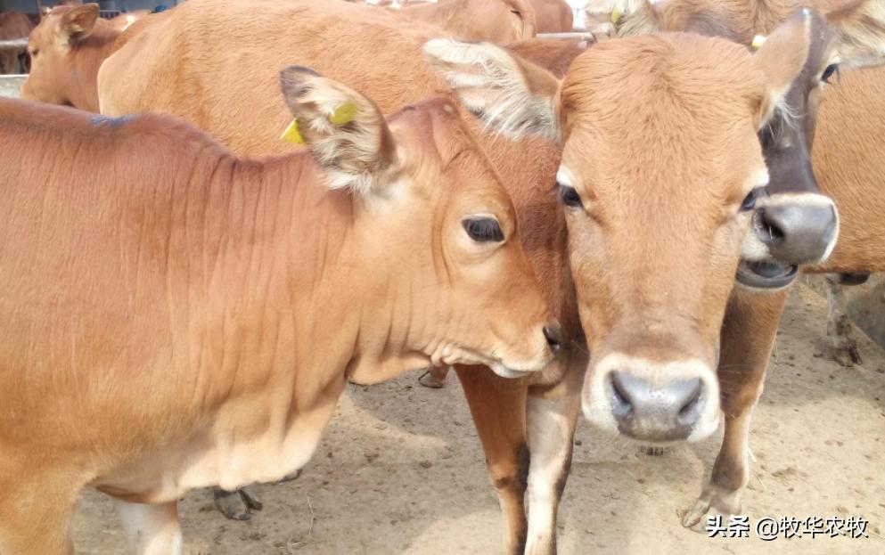夏天牛犊呼吸急促吃喝都正常,新生牛犊两天呼吸急促怎么办