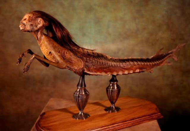 现实中拍摄到的翼龙,一百年前翼龙照片