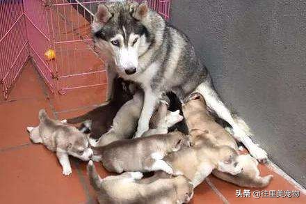 哈士奇二哈详解,二哈其实不傻