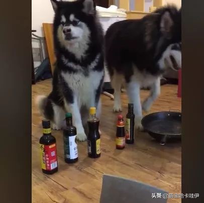 阿拉斯加喂狗饭,阿拉斯加狗吃饭配餐日常