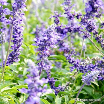 薰衣草怎么种植,薰衣草种植基地