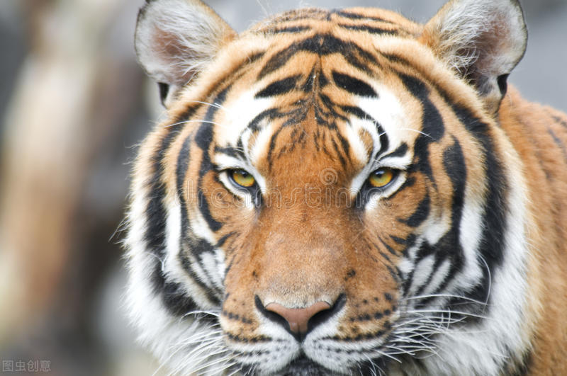 完达山1号老虎被偷猎,完达山东北虎袭击人视频