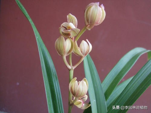 国兰第一红兰花养殖方法,中国兰花栽培与鉴赏国兰之美