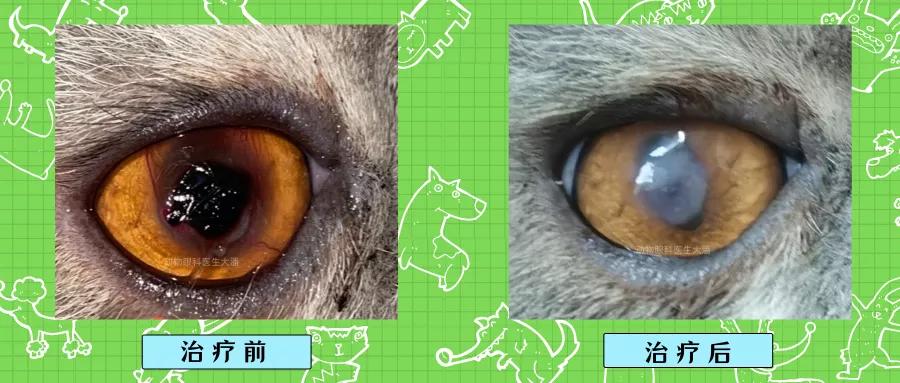 猫咪角膜坏死保守治疗,猫咪角膜坏死怎么治疗