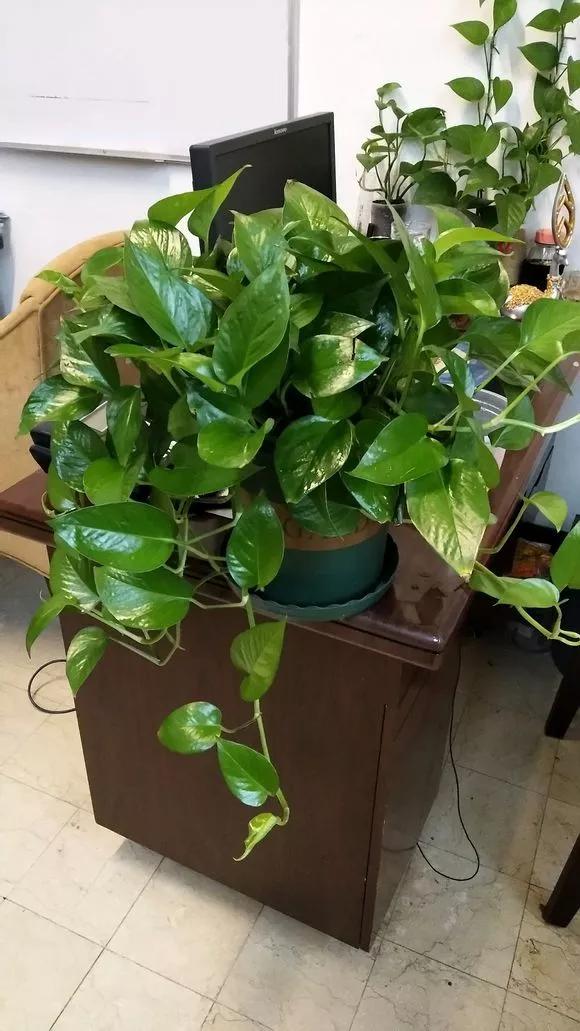 绿萝黄叶的原因及解决方法,绿萝黄叶的原因和解决方法