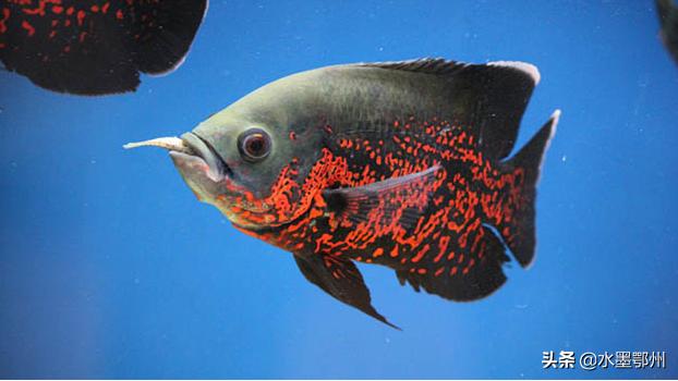 地图鱼混养最佳搭配图,地图鱼躺着也不死一碰就起来游