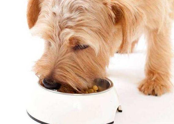 最旺主人的宠物狗品种有哪些,最受欢迎的小型宠物狗排行榜