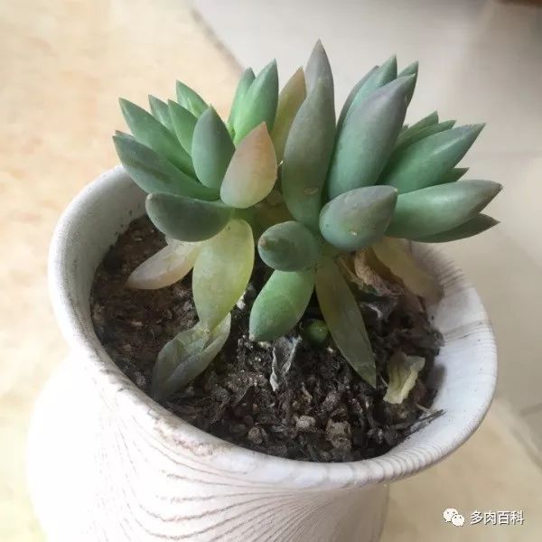 白凤多肉闷着了想化水怎么办,多肉植物为什么化水