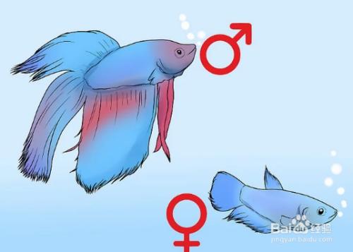 斗鱼直播性别设置,怎么区别斗鱼的性别