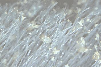 凉席洗不对千万螨虫陪你睡,怎样清洗凉席消除螨虫