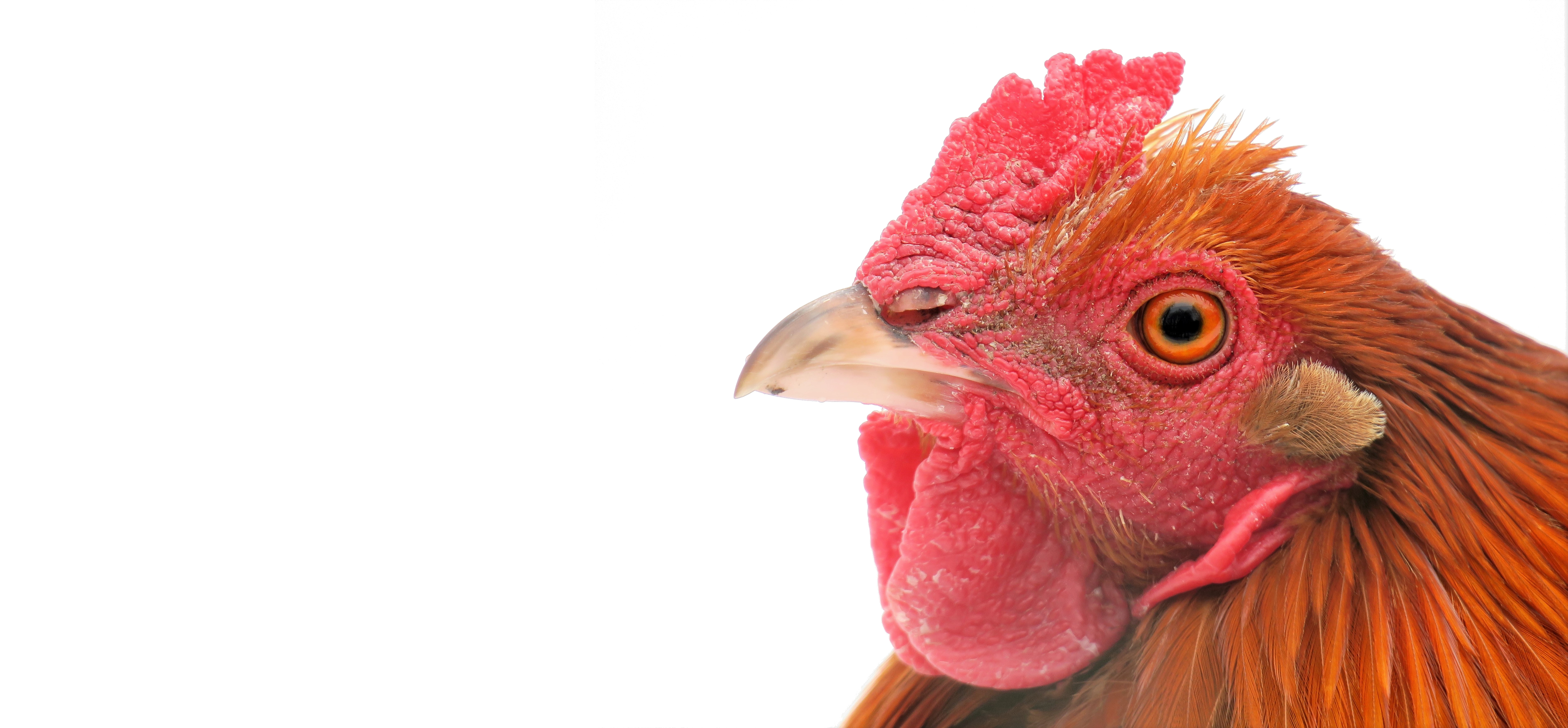 各种鸡的品种烹调方法,鸡的品种和吃法