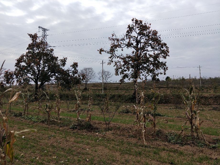 采摘柿子过程,柿子采摘方法介绍