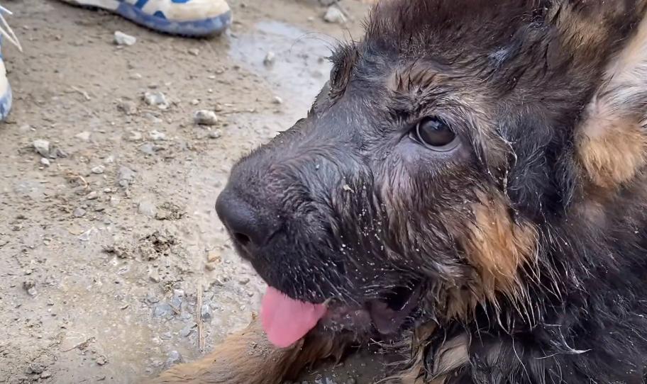 小德牧中暑,德牧幼犬中暑反应