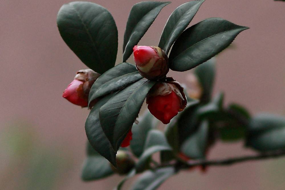 茶花开花后花瓣变软,为何茶花花瓣发黄