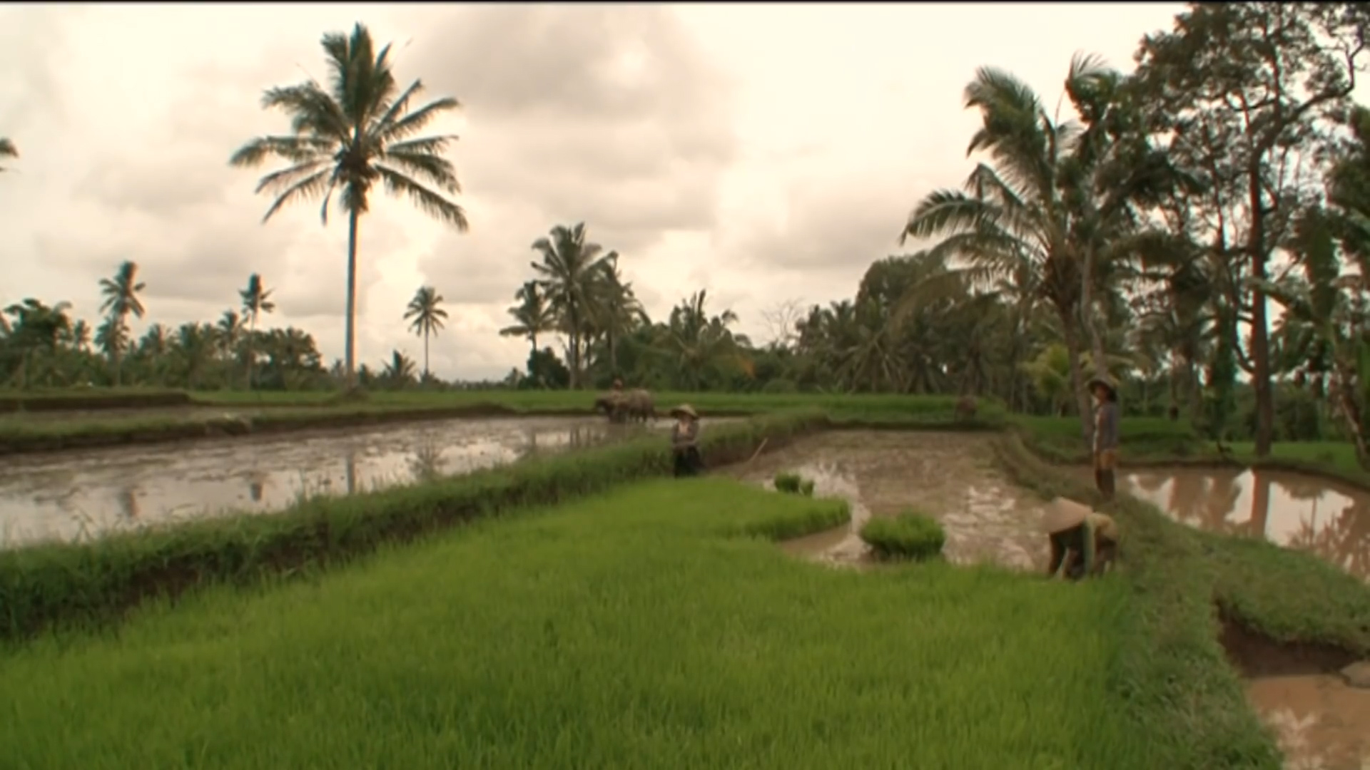 硫磺矿工寿命多少,硫磺矿工最危险的工作
