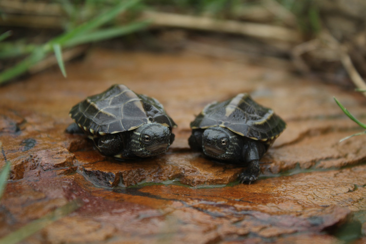 新手养龟自制龟缸,推荐新手龟
