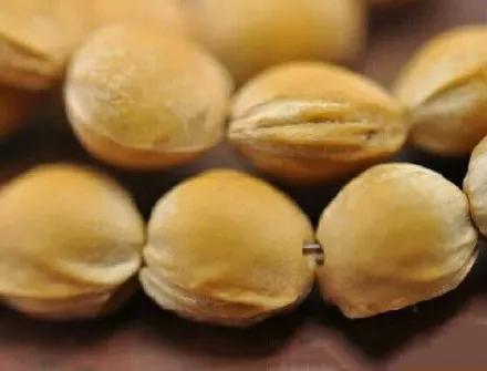 吃剩的水果核不要丢弃,吃剩的樱桃籽能种吗