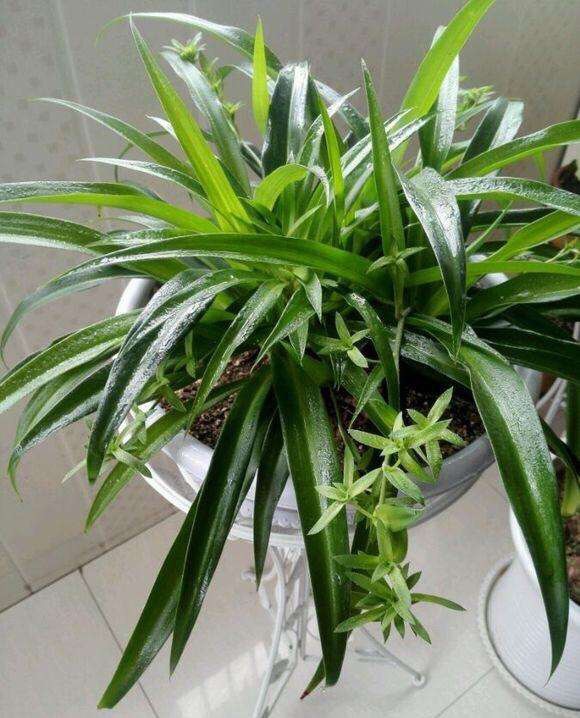 适合一年四季懒人养的绿植,这些绿植养在家里高级又实用