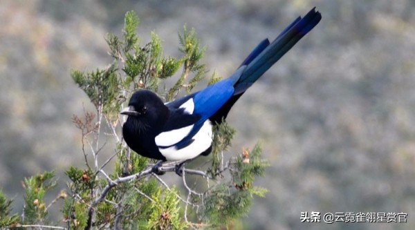 喜鹊枝头叫喜事已来到,喜鹊叫喜事到主人高兴