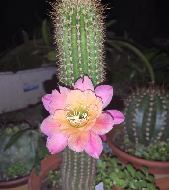 仙人掌类植物养殖方法和注意事项,仙人掌植物的养殖方法和注意事项