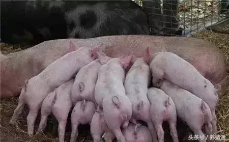 猪场腹泻病的防治,猪场流行性腹泻怎样处理