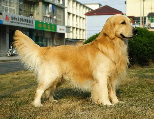 金毛正确喂养方法,金毛正确喂养