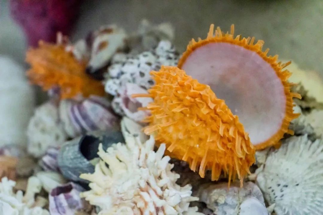 深圳旅游攻略地铁沿线景点,深圳市地铁2号线打卡的24个景点