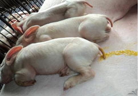 仔猪腹泻过后出现低温怎么治疗,冬季如何预防仔猪腹泻的方法