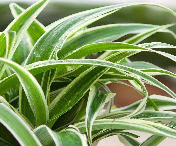 养一盆吊兰怎么才养好视频,钻石翡翠吊兰养成绿瀑布的方法