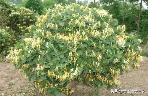 现在农村最快致富是什么行业,农民致富的手工行业