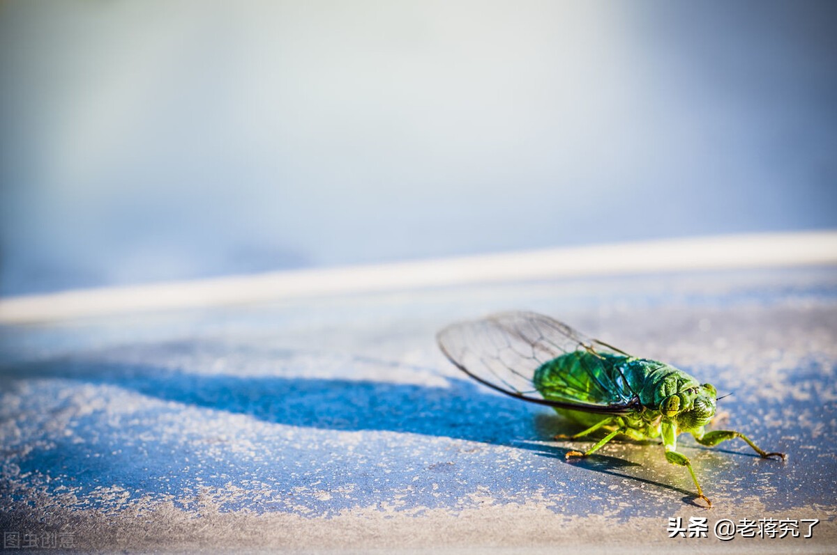 盘点常见鸣虫叫声,鸣虫什么时候鸣叫