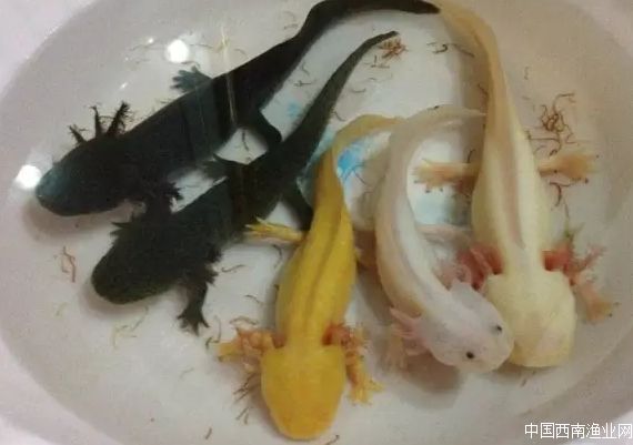 罕见奇特的双头龙鱼,背鳍变异龙鱼图片