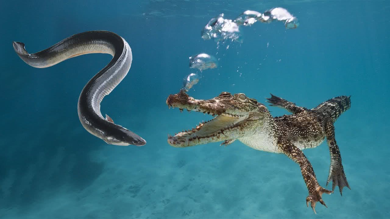 鳄鱼咬住电鳗会被电死吗,电鳗会不会被它的电给电死