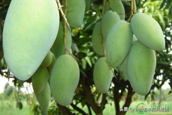 芒果的病虫害用哪些药,芒果常见病虫害和治疗药物