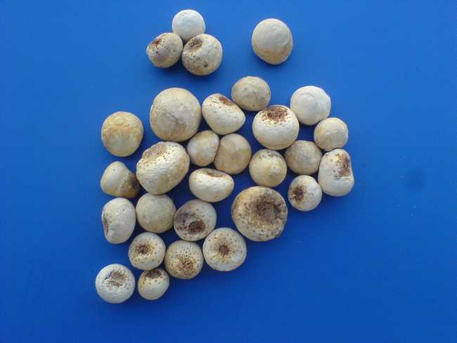 四逆汤合厚朴半夏生姜甘草人参汤,六君子汤合半夏厚朴汤