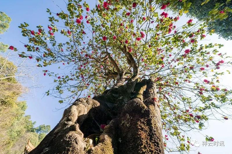云南10天自驾旅游线路攻略大全,十一云南旅游最佳路线图