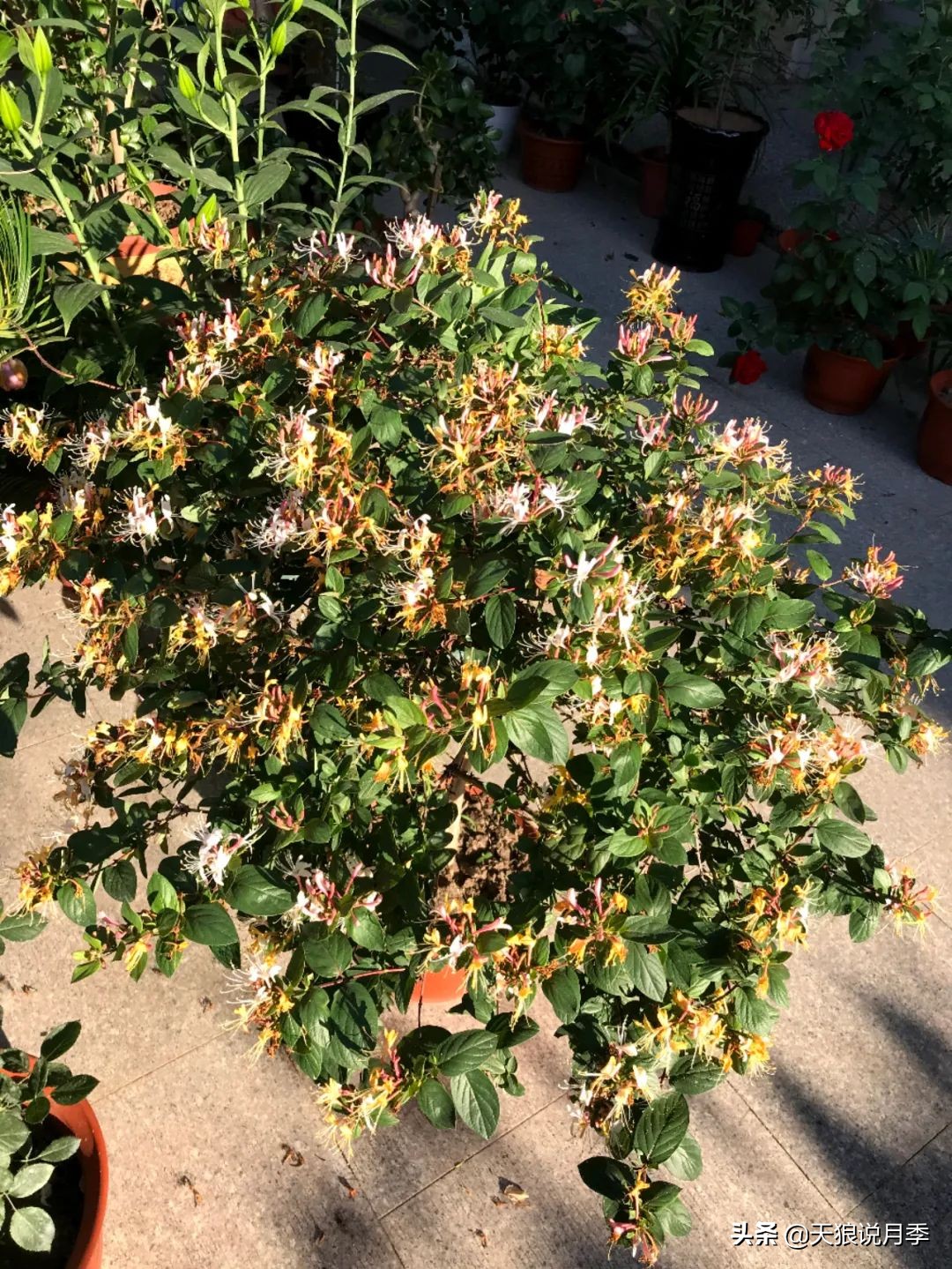 不用再羡慕别人家的院子,庭院养护全攻略