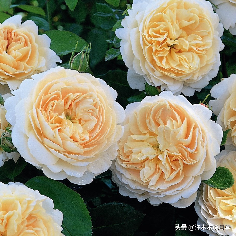 买到假月季苗怎么办,怎样网购月季不受骗