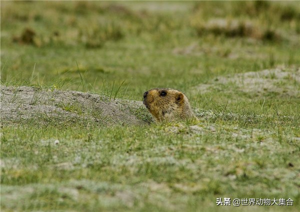 抖音土拨鼠是谁,抖音最近很火的土拨鼠是什么