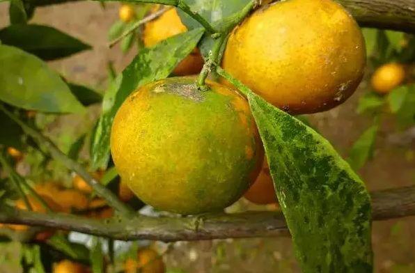 农田里的青苔怎样防治,水田长青苔用什么农药能化青苔