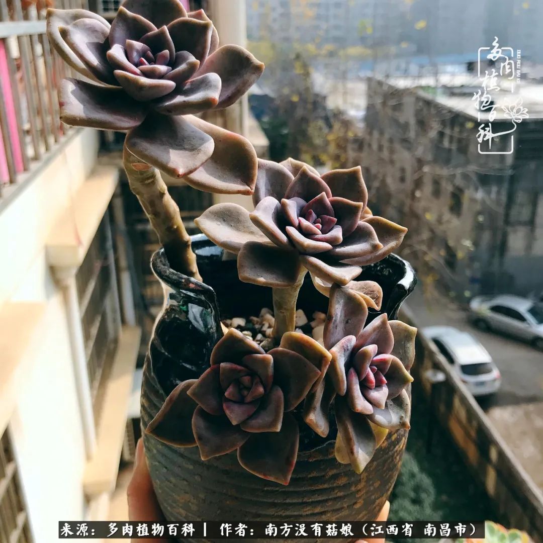 既见云胡不喜,既见君子云胡不喜毛笔楷书