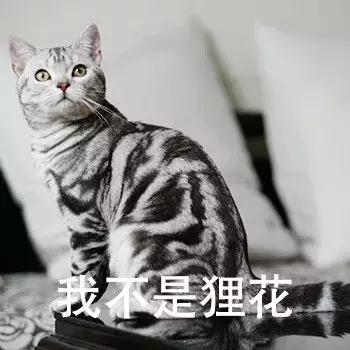 养英短还是俄蓝,养英短蓝猫还是美短好