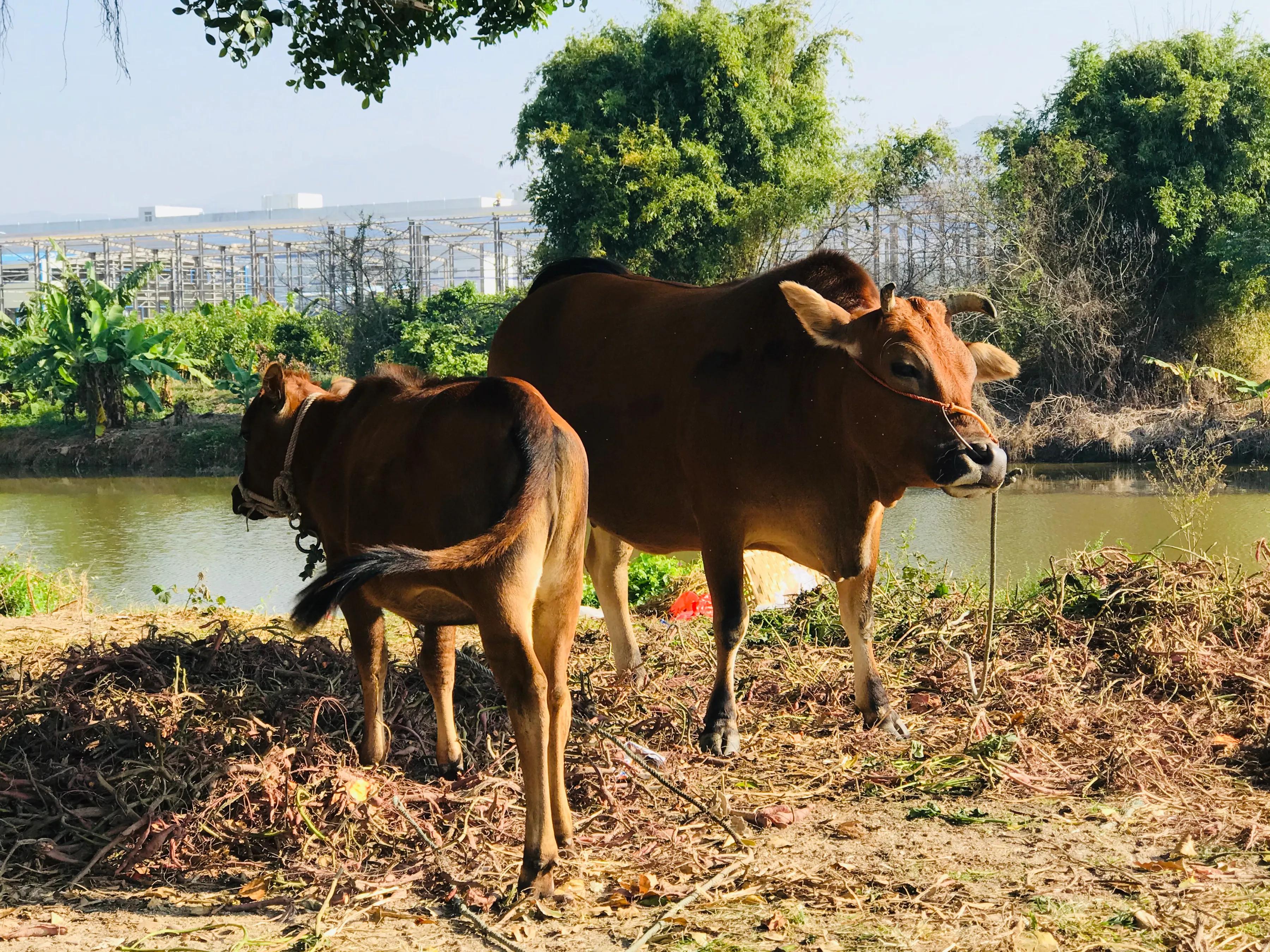 天长地久的梦想,天长地久的感言