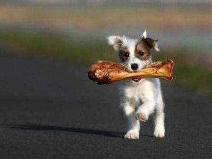 为什么狗狗不能吃熟骨头,狗狗为何不能吃鸡蛋清