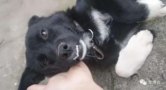 盘点狗狗被吓了一大跳,盘点被吓坏的狗狗