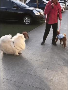 柯基和柯基生出的宝宝长得像吗,来看看柯基强大的基因