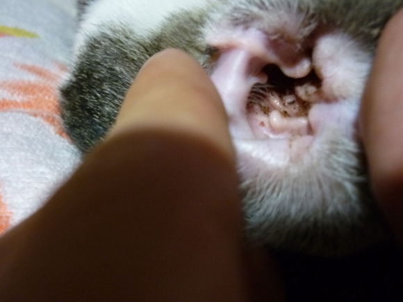 家养猫得猫癣和耳螨的原因,预防猫耳螨日常护理用什么